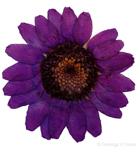 Chrysanthemum (Purple, dyed) – Greetings of Grace