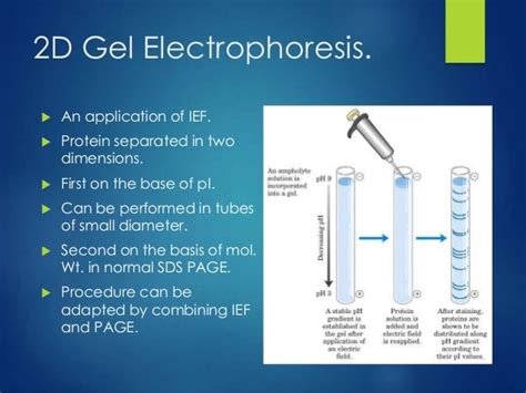 Isoelectric Focusing