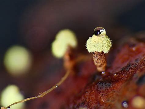 True Slime Molds From Belair Sa Australia On August At