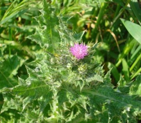 Cardo Mariano Propriet Benefici Uso Rimedi Naturali E