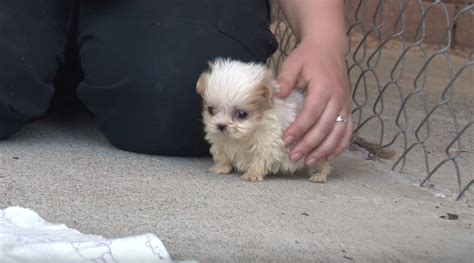 Un Minuscule Chiot Sauv D Une Usine Chiots Est Pr Sent Un Nouvel