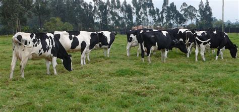 Qué es la tasa de concepción Revista Genética Bovina Colombiana