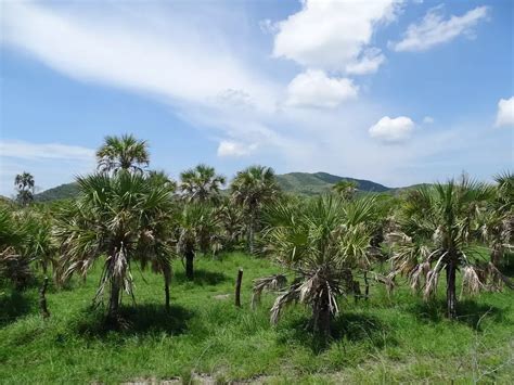 Sabal Mexicana Palm Tree Web Page Navigation Mexican Palmeto Rio