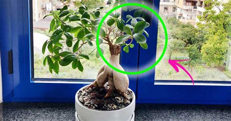 Come Curare Il Ficus Bonsai Per Averlo Sempre Bello Vivo Di Benessere