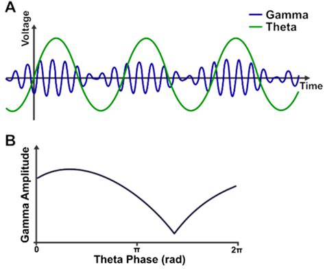 Brain Sciences Free Full Text Is Cortical Theta Gamma Phase