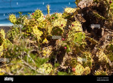 Tenerife Canary Islands Spain Largest Canary Island Stock Photo Alamy