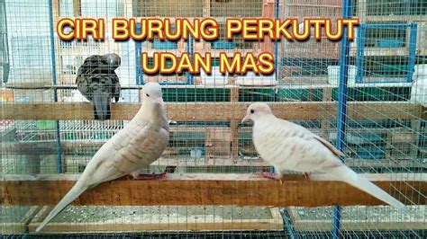 Ciri Burung Perkutut Udan Mas Youtube