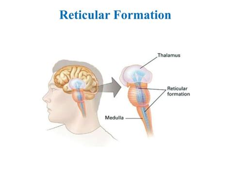 Reticular Activating System Ppt