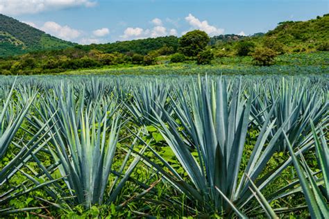 "Blue Agave" Images – Browse 2,730 Stock Photos, Vectors, and Video ...