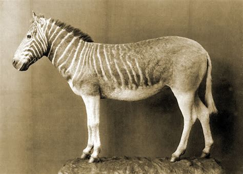 Quagga — Google Arts & Culture