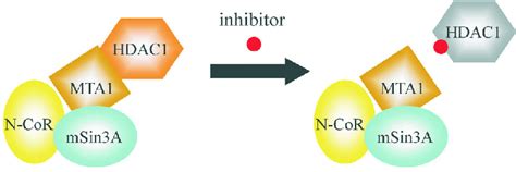 Schematic HDAC Model And Co Repressor Interaction In HDAC Complex And