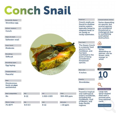 Conch Snail You Know The Shell Now Meet The Snail