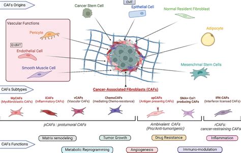 Origins Of CAFs And CAF Functions Within The TME Diagram Showing The