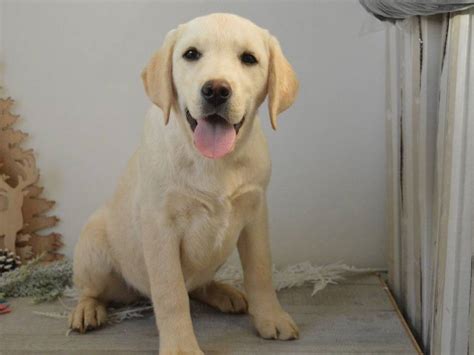 Un chiot femelle Labrador Retriever LOF disponibles à la vente Petite