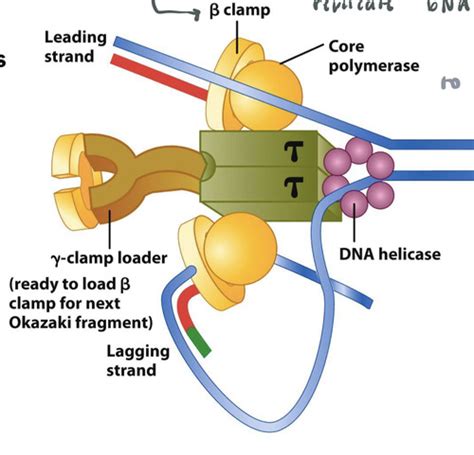 Dna Replication Flashcards Quizlet