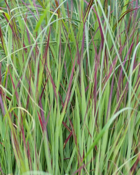 Panicum Virgatum Shenandoah Bare Roots — Buy Switch Grass Online At Farmer Gracy Uk