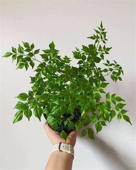 China Doll Plant Radermachera Sinica Growing And Caring Tips Greenkosh