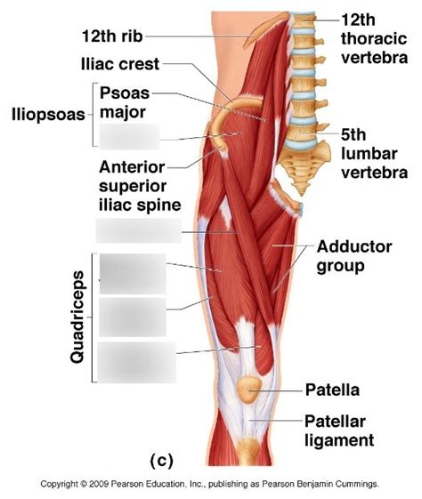 Anterior Lower Limb Diagram Quizlet