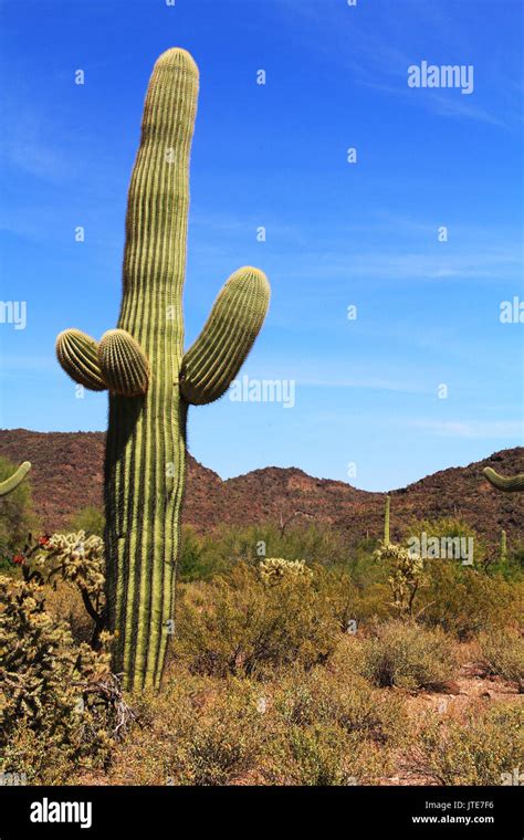 Large Saguaro Cactus With Arms And Blue Sky Copy Space Near Tillotson