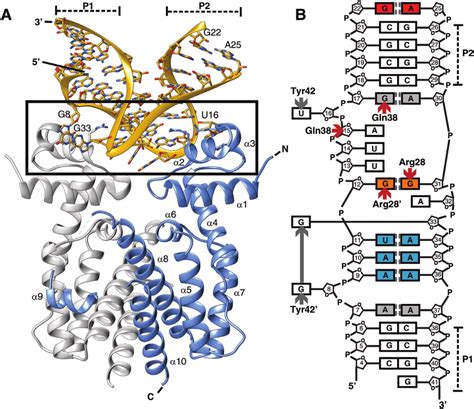 Structure Of The TetR Aptamer Complex A Cartoon Representation Of