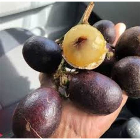 Anak Pokok Longan Kristal Matoa Brazil Sedia Di Tanam Semai