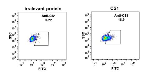 Anti Cs1 Antibodydm11rabbit Mab 专注肿瘤免疫