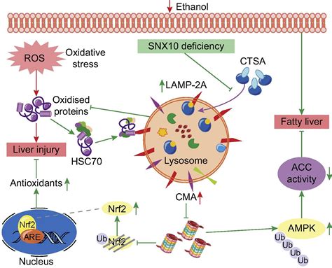 SNX10 Mediates Alcohol Induced Liver Injury And Steatosis By Regulating