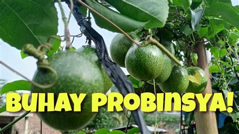 BUHAY PROBINSYA Probinsya Sorsogon Bicol Amazing YouTube