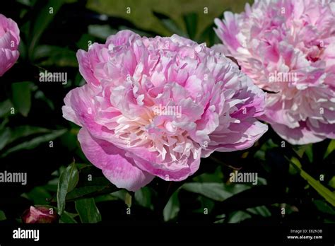 Peony Double Pink Paeonia Lactiflora Hi Res Stock Photography And