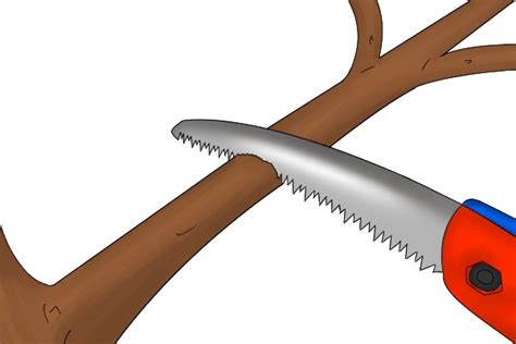 How To Use A Pruning Saw