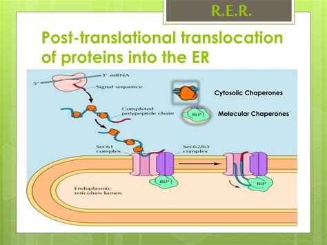 Ppt Rough Endoplasmic Reticulum Powerpoint Presentation Free