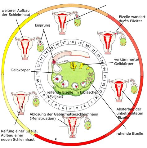 Menstruationszyklus Benisschulbuch