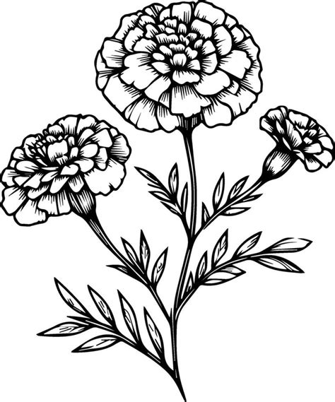 Cute flower coloring pages, marigold drawing, yellow marigold flower ...