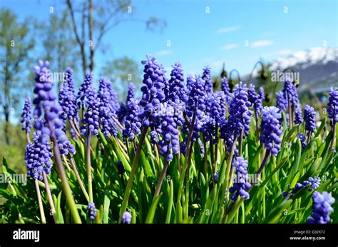 Hermoso azul muscari botryoides flores que también se conoce como