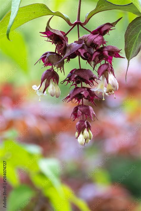 Himalayan Honeysuckle Leycesteria Formosa