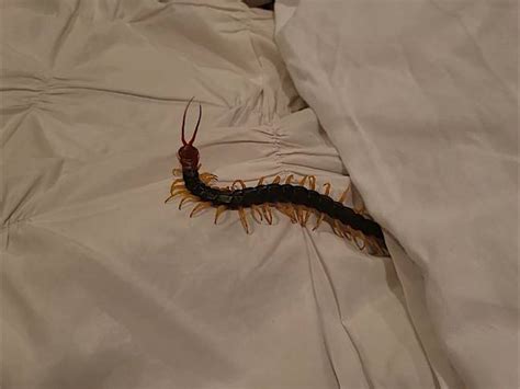 Man Horrified As He Wakes Up To Find Venomous Creature From Hell In