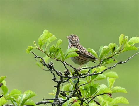 Vesper Sparrow