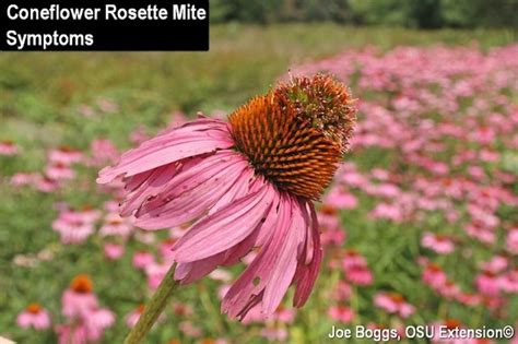 Coneflower Pests Plant Addicts