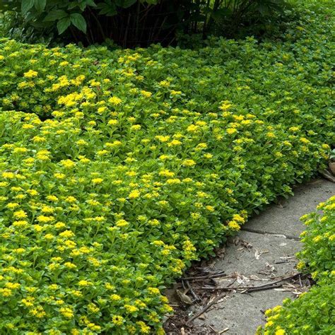 Japanese Stonecrop Sedum Ellacombianum Great Garden Plants