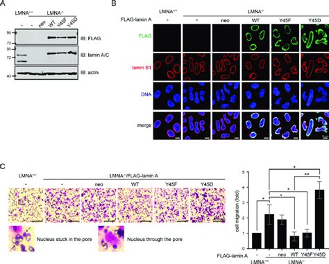 Aberrant Phosphorylation Of Lamin A At Tyr45 By Src May Increase