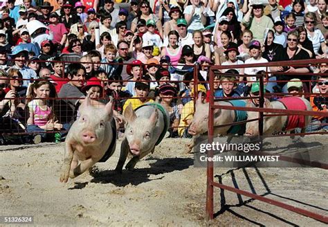 Racing Pig Photos and Premium High Res Pictures - Getty Images