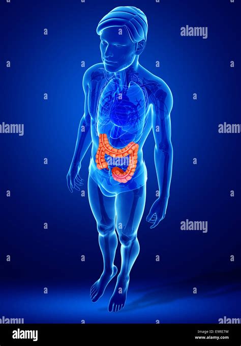 Large Intestine And Bladder Hi Res Stock Photography And Images Alamy