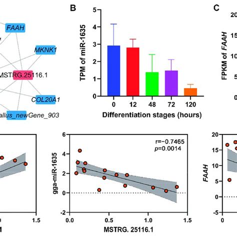 The Lncrna Mirna Mrna Cerna Networks Mediated By Key Lncrnas A The