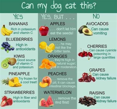 Poisonous Fruits For Dogs