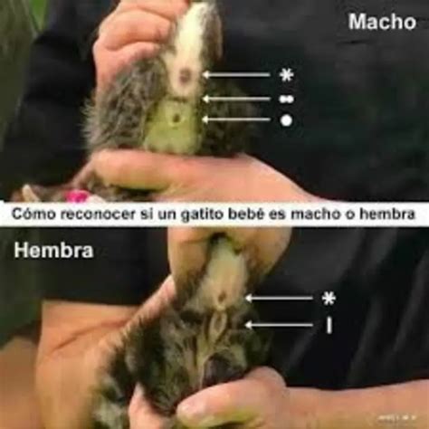 C Mo Saber Si Es Un Gato O Una Gata Para Identificar El Sexo De Tu