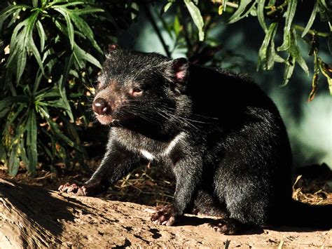 bonorong wildlife sanctuary  tasmaniankris flickr