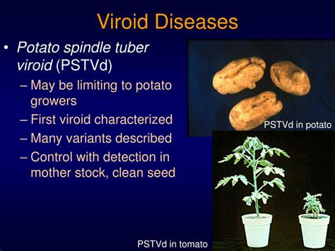 PPT - Viroids PowerPoint Presentation, free download - ID:642630