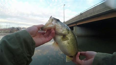 More Topwater Bass In January Potomac River Bass Fishing YouTube