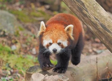 80 Most Popular Red Panda Names - PetPress