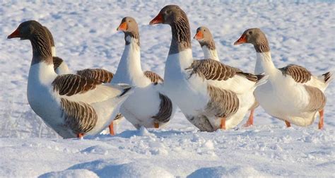 Pomeranian Goose British Waterfowl Association